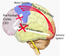 stressed functioning of the brain