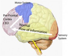 Normal functioning of the brain